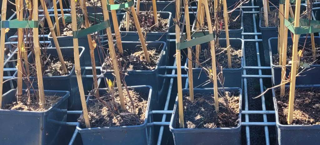 Nahaufnahme der Töpfe der getesteten winterharten Kletterpflanzen.