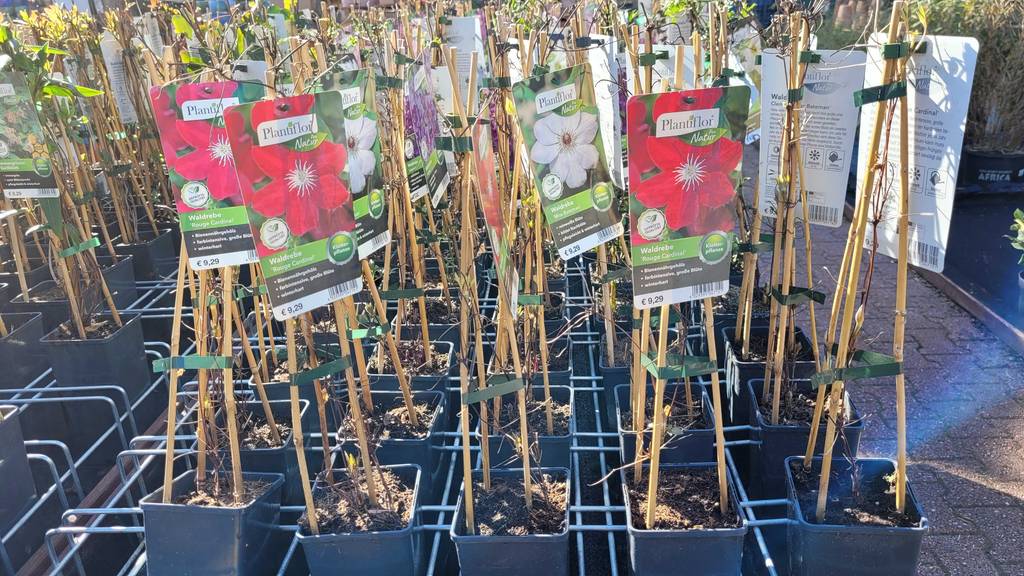 Mehrere getestete winterharte Kletterpflanzen stehen im Außenbereich eines Geschäfts.