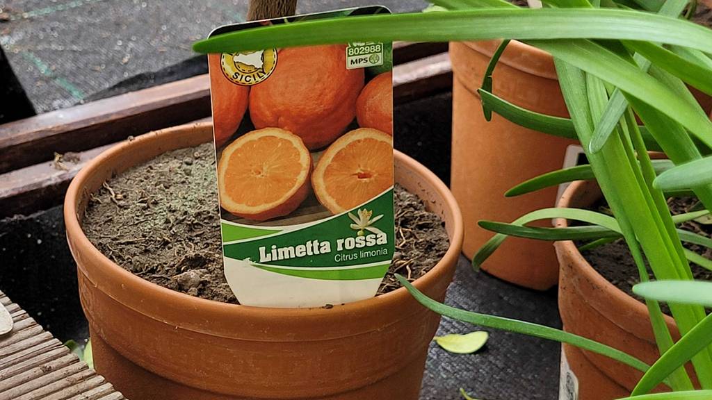 Etikett im Fokus, das in dem Topf der getesteten Zitruspflanze steckt.