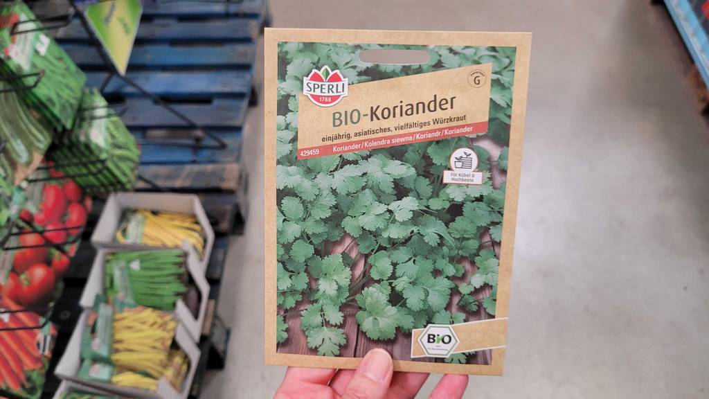 Eine Packung getestete Koriandersamen werden in der Hand gehalten.