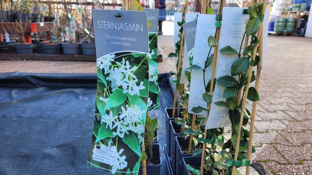 Mehrere getestete Jasmin-Pflanze stehen im Außenbereich eines Geschäfts, mit Blick auf das Etikett.
