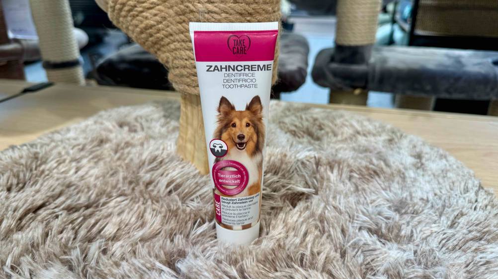 Die getestete Hundezahnpasta steht auf einem Katzenbaum.