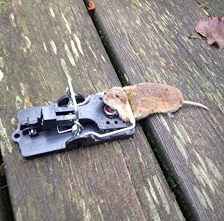 Maus ist in Mausefalle gefangen, Lebendfalle oder Kastenfalle in der Küche  Photos