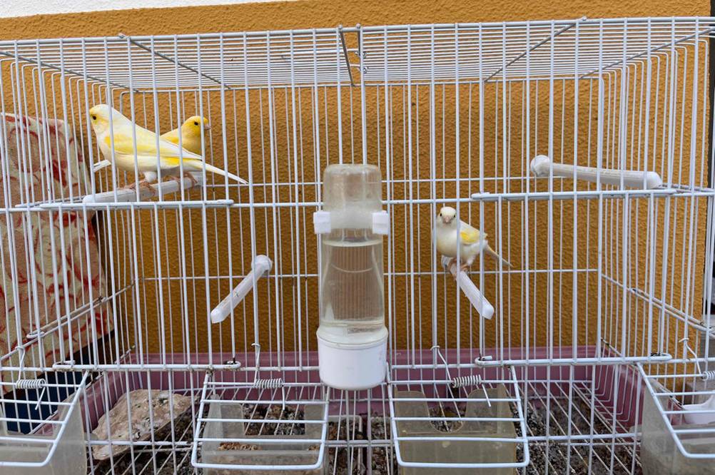Vogelkäfig getestet: Vogelkäfig mit weißen Gittern und Vögeln darin. Wasserspender und Vogelfutterständer sind an Käfig befestigt. 