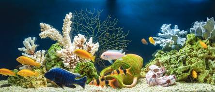 60 Liter Aquarium » Test & Vergleich 2024 » TOP 7 (60L) Aquarium