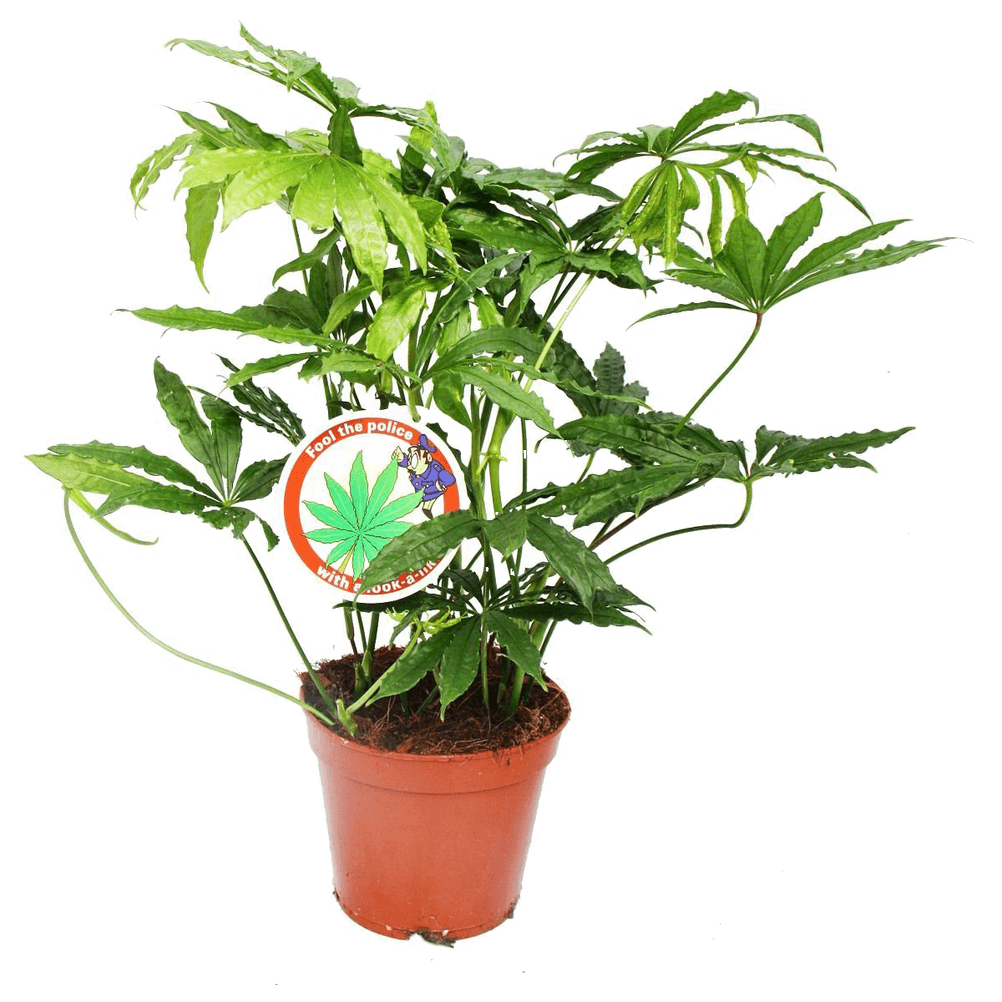 growbox cannabis