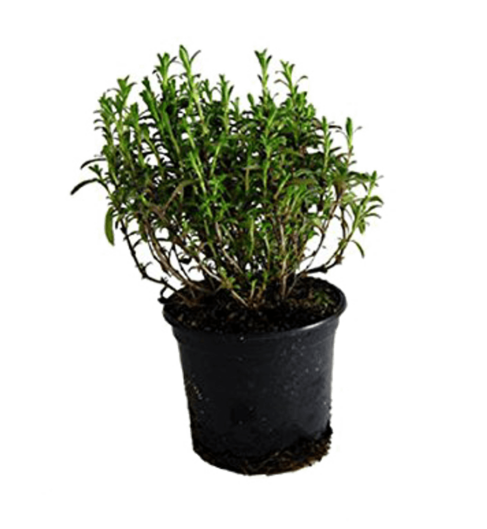 growbox bohnenkraut