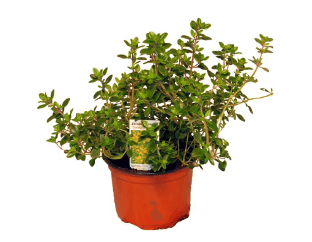 growbox thymian