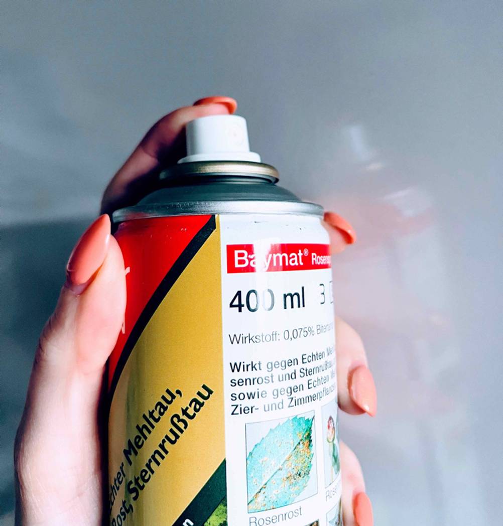 Rosen-Pilzfrei getestet: Eine Hand hält eine Dose vor einen hellen Hintergrund.
