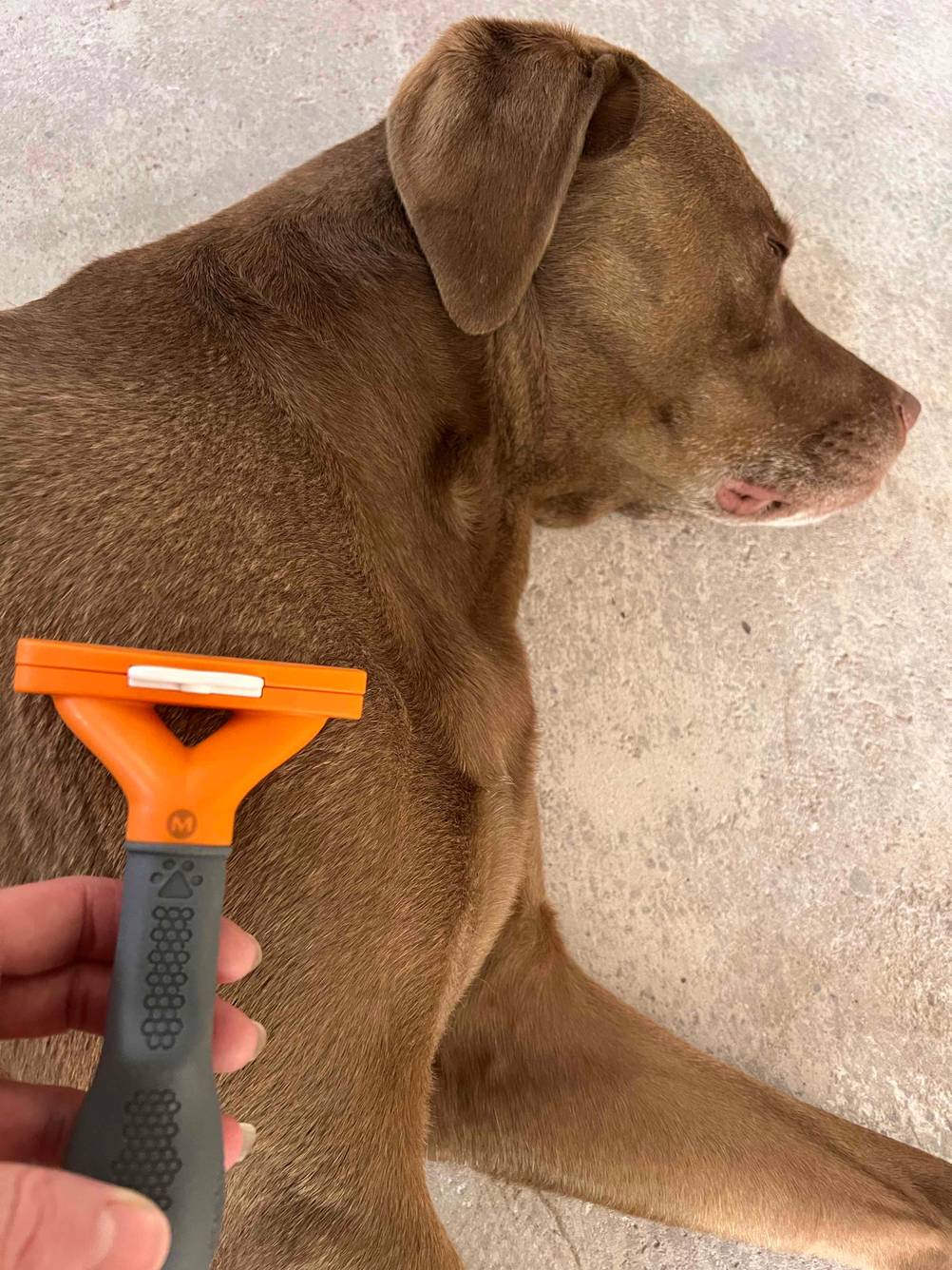 Eine Hand hält eine Hundebürste im Hintergrund liegt ein Hund auf einem hellen Boden.