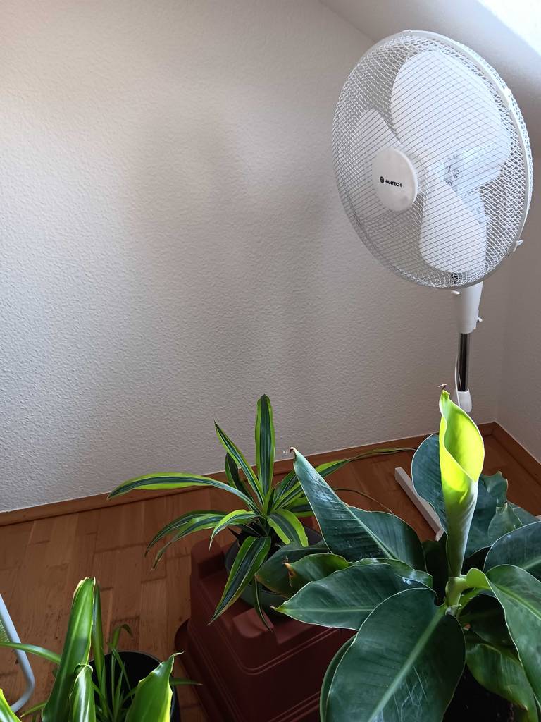 Ein getesteter Ventilator steht in einer Ecke hinter Pflanzen.