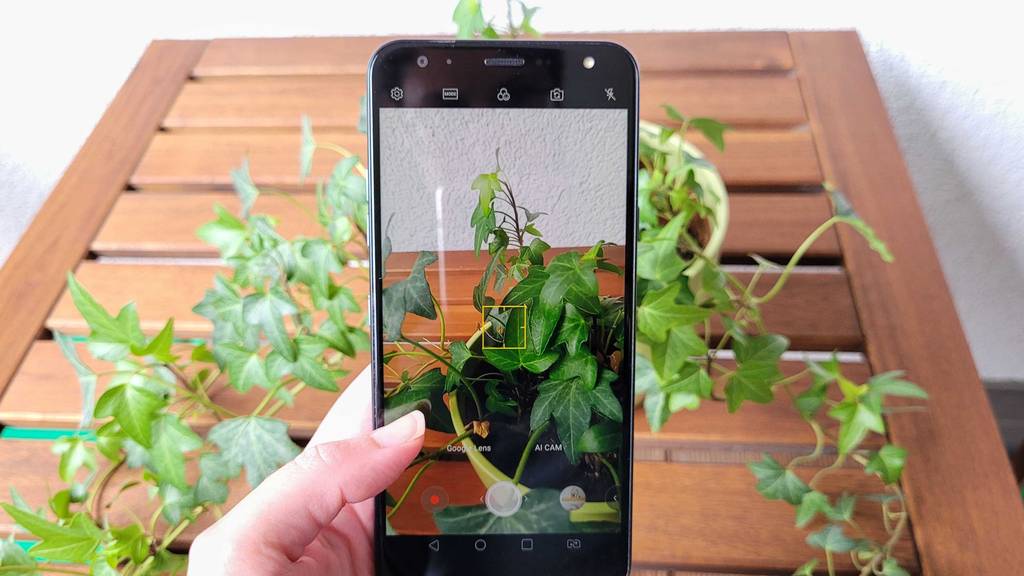 Mit Smartphone wird Foto von einer Pflanze gemacht.