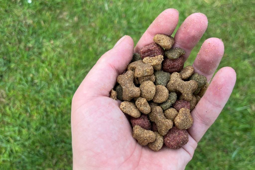 Hundetrockenfutter auf einer Hand
