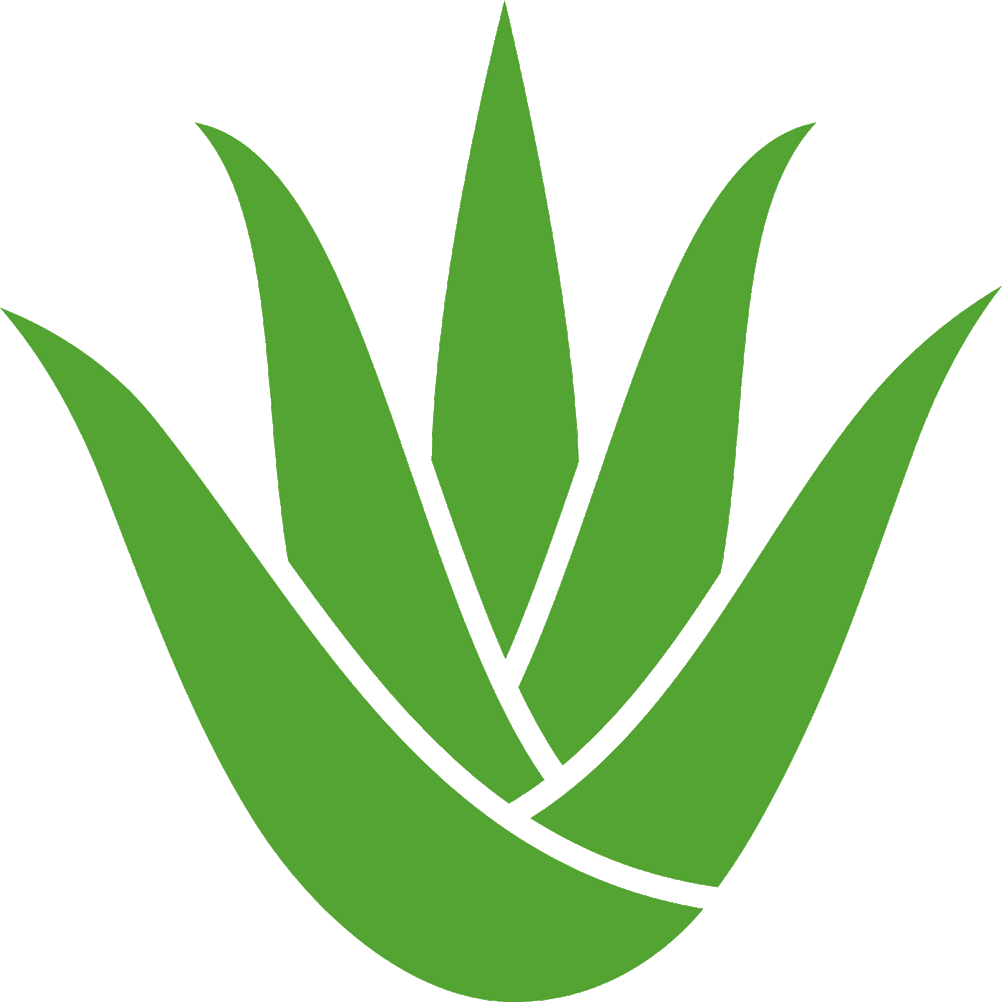 Aloe Vera Pflanze Kaufen