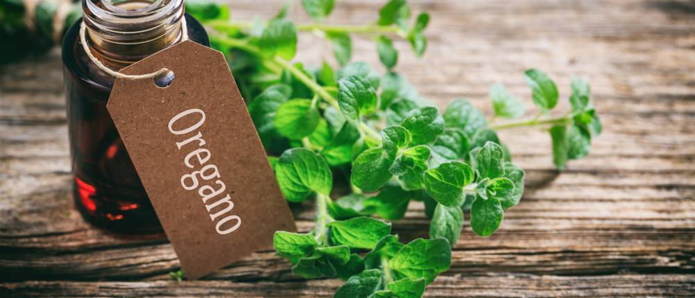 Oregano Öl Test