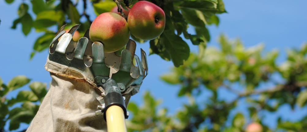 obstpflücker-mit-fangbeutel