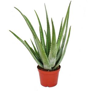 Aloe Vera Gel 100