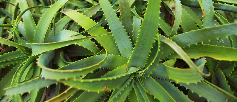 Aloe Vera Wildwuchs