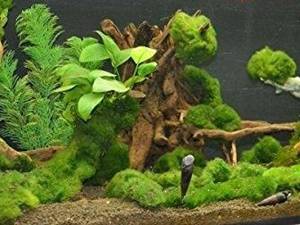 Meerwasseraquarium