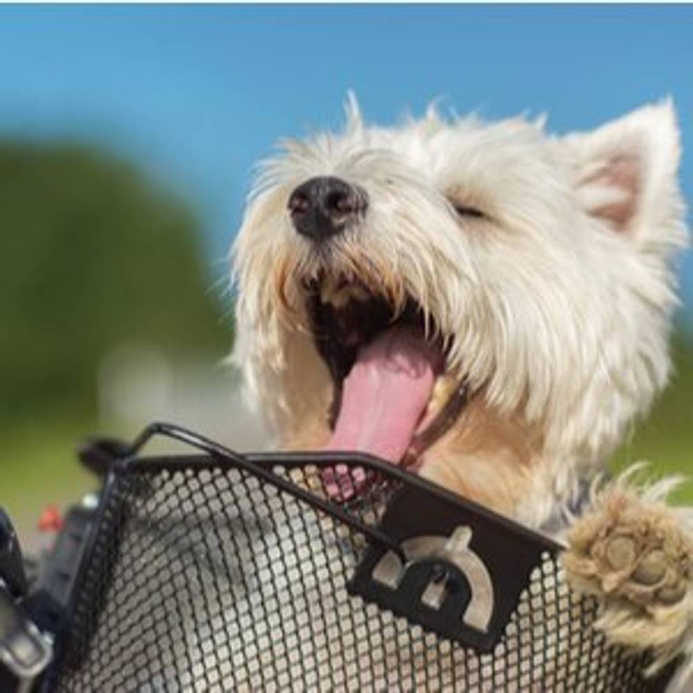 kleiner weißer Hund, der in Fahrradkorb mitfährt
