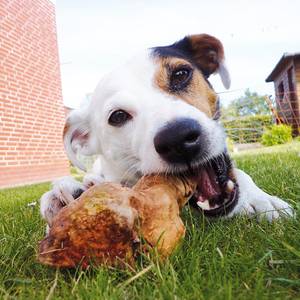 Hundefutter