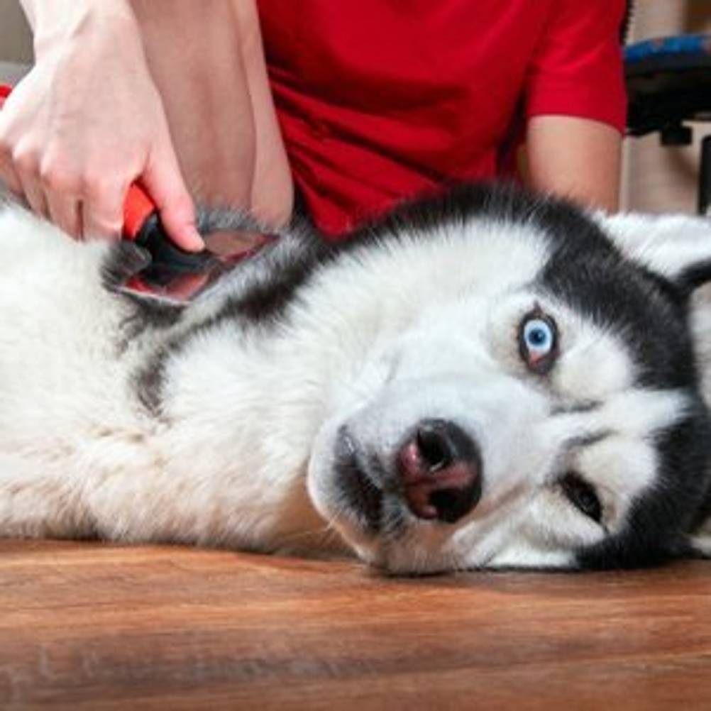 Entspannter Hund, dessen Fell mit einer Hundebürste bearbeitet wird