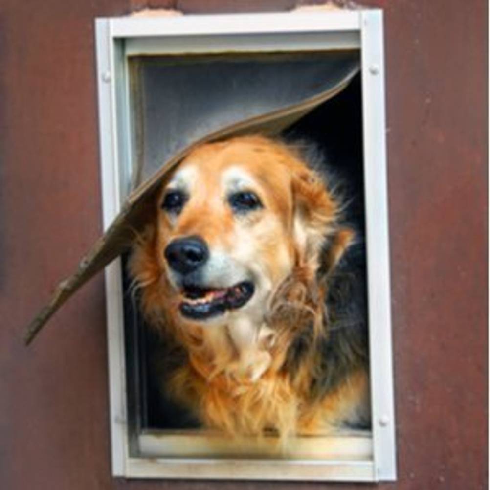 Hund, der aus einer Hundeklappe herausschaut, die in eine Tür eingelassen wurde