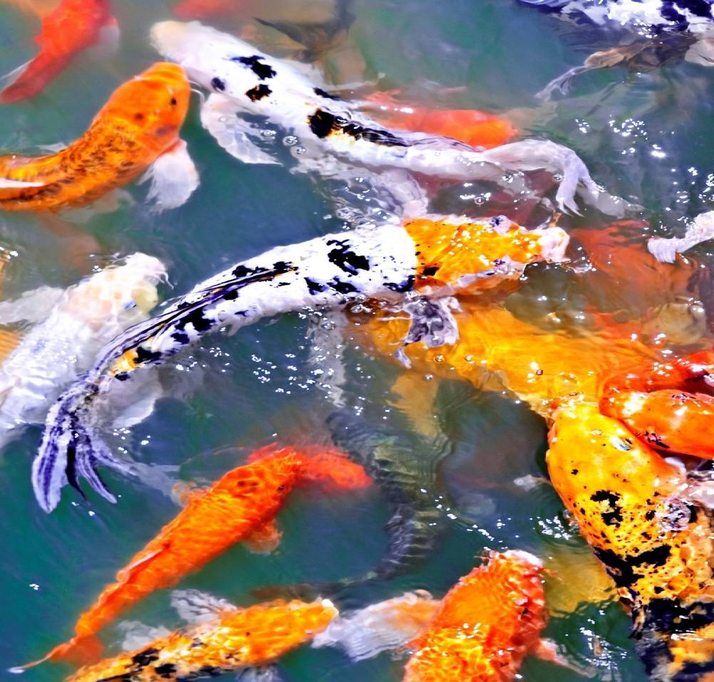koi-fuetterung