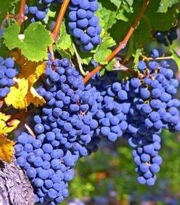 Merlot