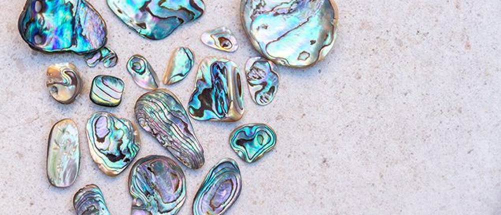 Abalone Muschel Test