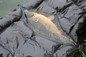 Schwimmfähige Abhakmatten können Sie am Ufer ins Wasser legen.