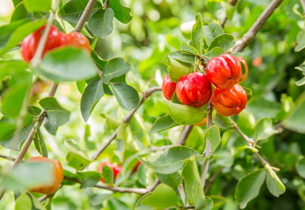 Acerola-Kapseln-Test: Nahaufnahme eines Acerolakirsche-Baumes. 