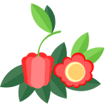acerola
