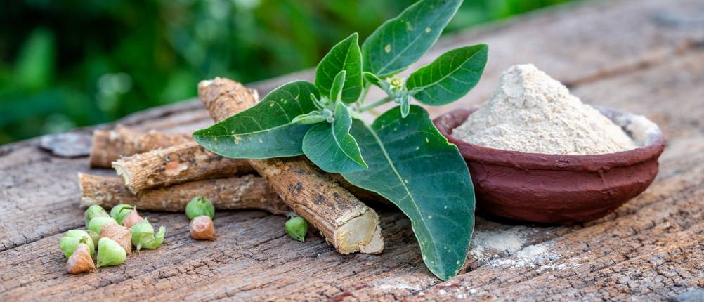 Ashwagandha-Pulver steht in einem Schälchen auf einem Holztisch. Daneben liegen Ashwagandha-Wurzeln, Blätter und Knospen.