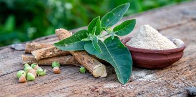 Adaptogene gegen Stress: So wirken die Pflanzen und Pilze auf Körper und Geist
