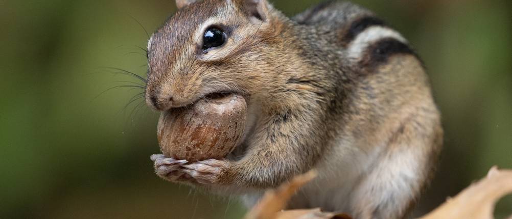 Eichhörnchen-Futter-Test: Ein Eichhörnchen knackt eine Nuss auf.