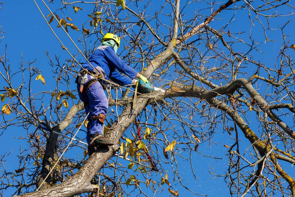 Bosch-Kettensäge im Test: Ein Mann steht hoch oben in einem Baum und sägt einen dicken, gebrochenen Ast ab.