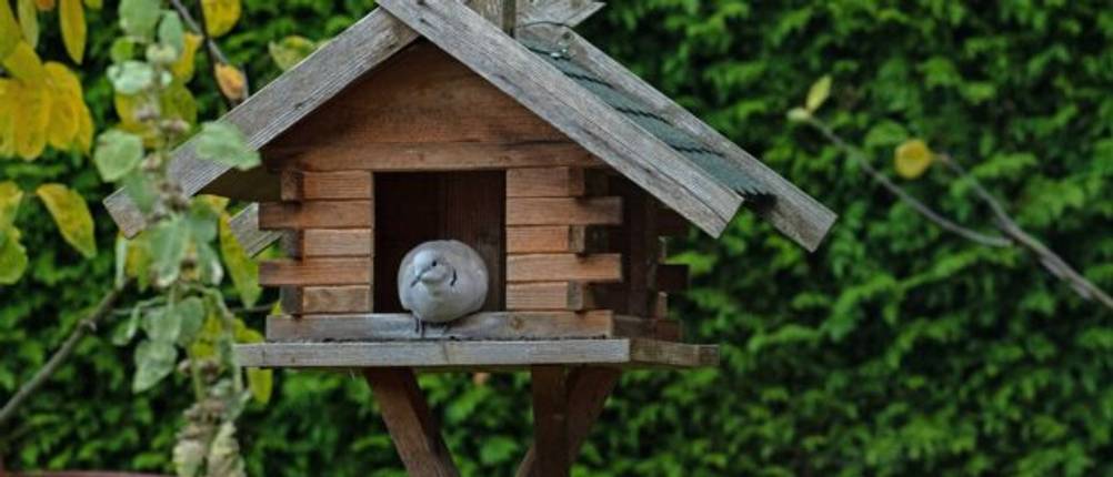 Vogelhaus-groß-Test: Eine Taube in einem großen aus Holz gefertigten Vogelhaus.
