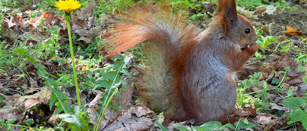 Eichhörnchen-Futter-Test: Ein Eichhörnchen isst auf einer Wiese seine Nahrung.