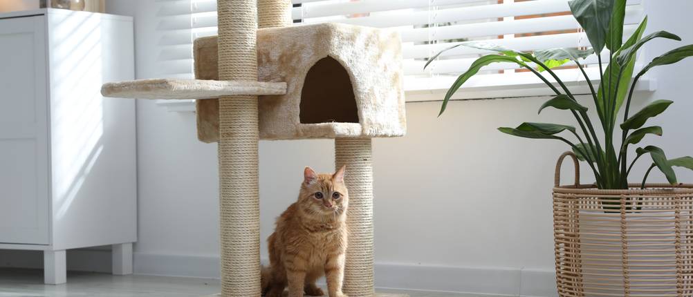Feandrea-Kratzbaum-Test: Eine Katze sitzt auf der untersten Plattform eines Kratzbaums.
