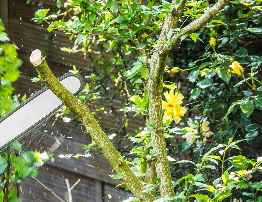 Bosch-Kettensäge im Test: Baumschnitt an einem Buschbaum.