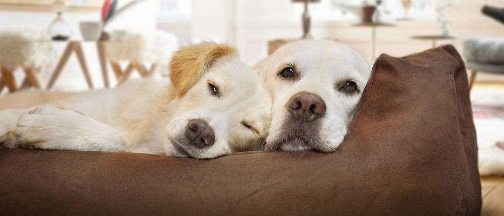 Hundebett für große Hunde Test