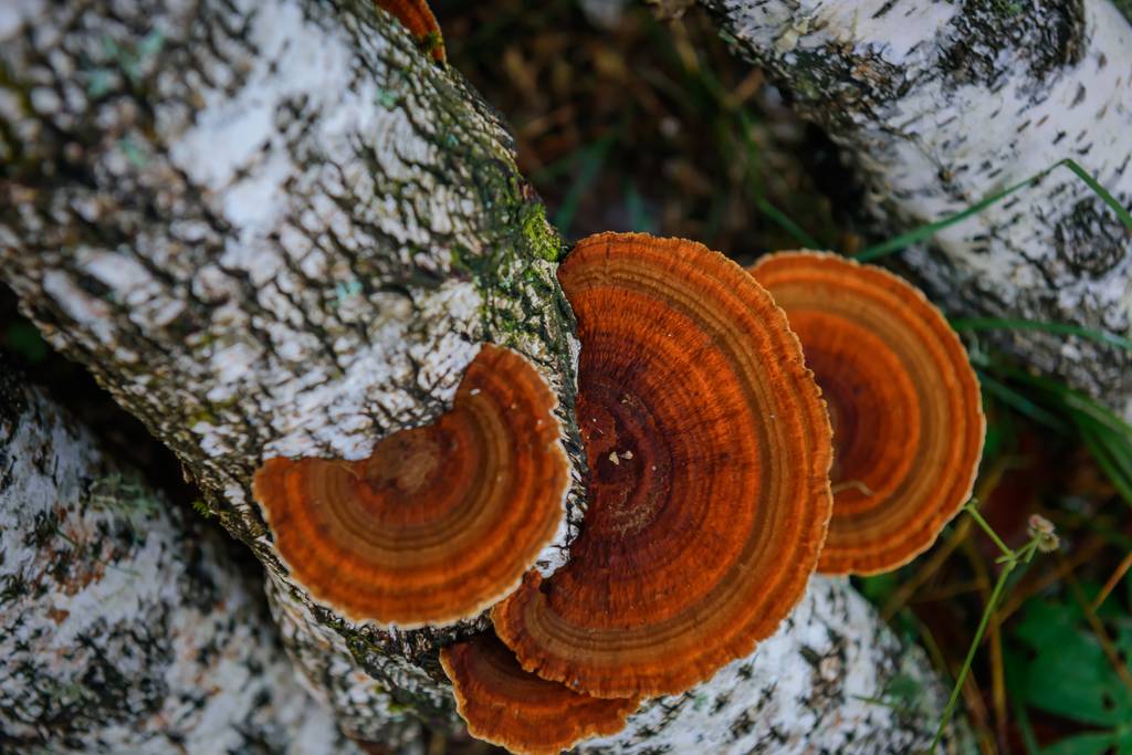 Chaga-Tee-Test: Chaga-Pilze auf einer Birkenrinde. 