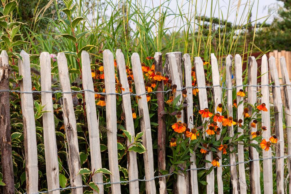 Staketenzaun im Test: Orangefarbene Blumen ragen durch die einzelnen Staketen.