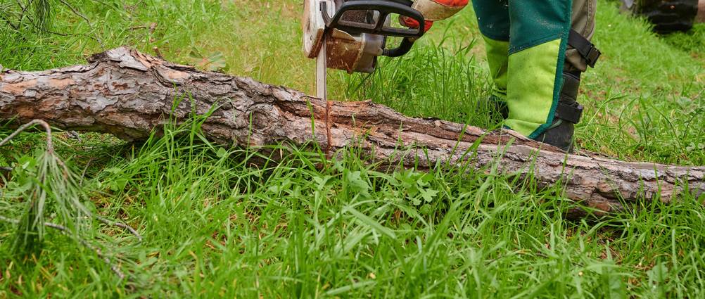 Bosch-Kettensäge im Test: Eine Person sägt einen in einer Wiese liegenden stamm mit rund 20 cm Durchmesser.