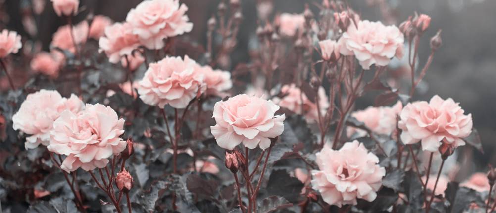 ADR-Rose-Test