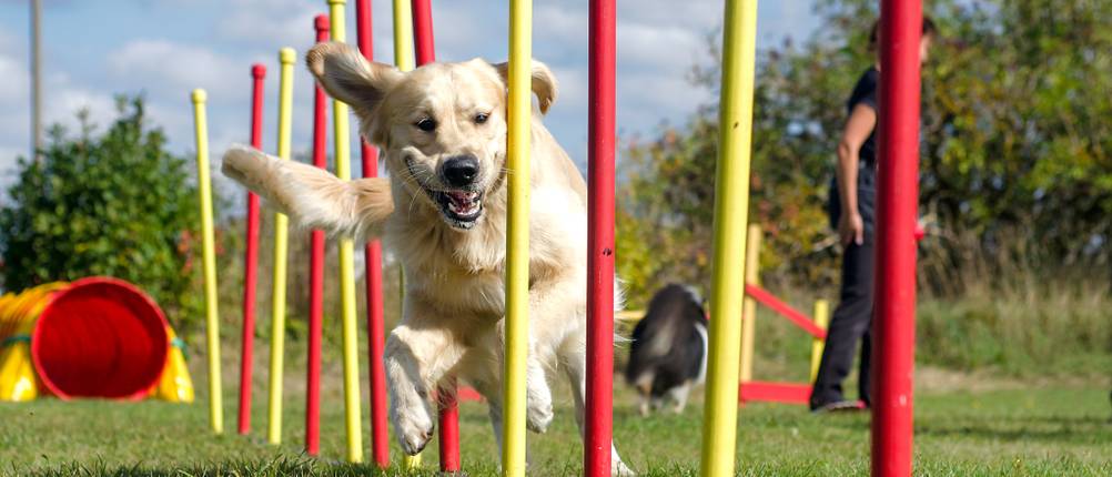 Agilitygeräte-Test: Ein Hund passiert Slalom-Stangen.