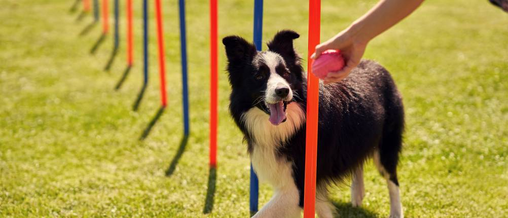 Agilitygeräte-Test: Ein Hund passiert Slalom-Stangen.