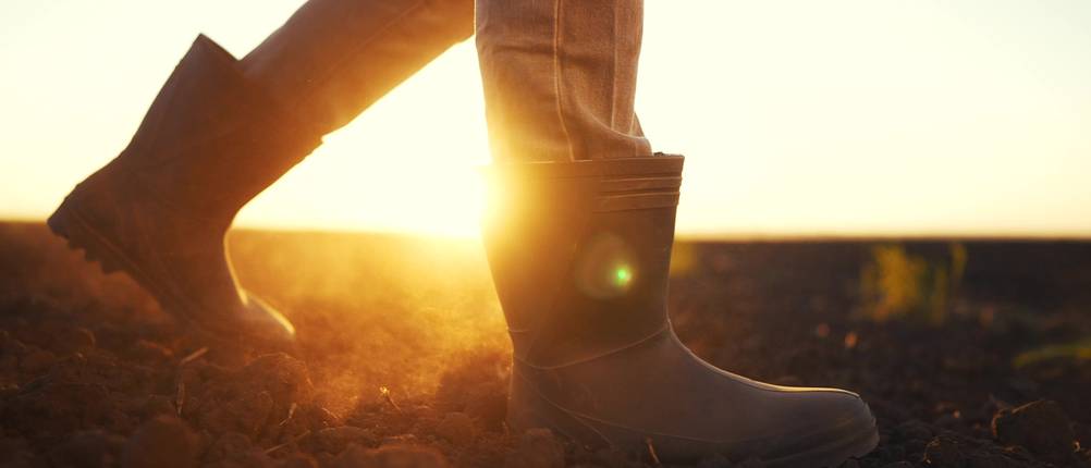 Aigle-Gummistiefel-Test: Farmer geht in Gummistiefeln über Feld, dahinter Sonnenuntergang