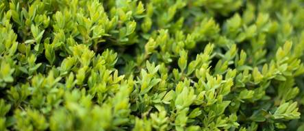 akku-heckenschere test